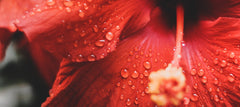 Hyperpigmentation, Hydration and Moisture: The Magic of Hibiscus Flower Extract for Radiant Skin