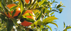 Mandarin in skincare. Find Mandarin in Kambiio Cleansing Concentrate