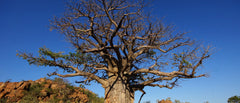 A picture of Baobab Tree, African botanicals