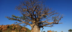 A picture of Baobab Tree, African botanicals