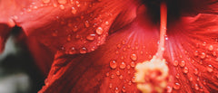 Hyperpigmentation, Hydration and Moisture: The Magic of Hibiscus Flower Extract for Radiant Skin
